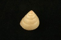 藏品(薄巴布亞蝸牛)的圖片